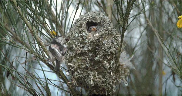 Long Tailed Tit Aegithalos Caudatus Adult Nest Feed Young Normandy — Stockfoto