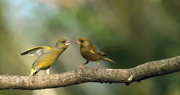 European Greenfinch Carduelis Chloris Adult Bullying Fight Normandy France — Stock Photo, Image