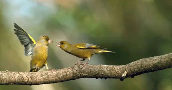 European Greenfinch Carduelis Chloris Adult Bullying Fight Normandy France — Stock Photo, Image