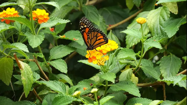 Monarca Farfalla Danaus Plexippus Farfalla Piedi Sul Fiore — Foto Stock
