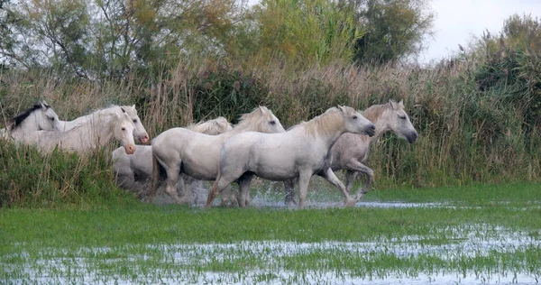 Camargue Horse Herd Stojící Bažině Saintes Marie Mer Camargue Jihu — Stock fotografie