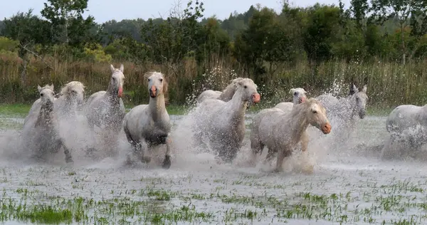 Camargue Atı, Herd Swamp 'ta dört nala koşuyor ya da koşturuyor, Saint Marie de la Mer Camargue' de, Fransa 'nın güneyinde