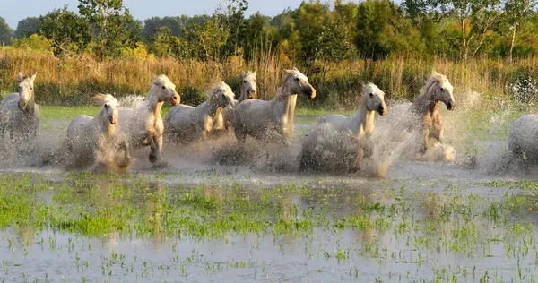 Camargue Atı, Herd Swamp 'ta dört nala koşuyor ya da koşturuyor, Saint Marie de la Mer Camargue' de, Fransa 'nın güneyinde