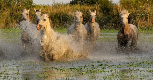 Camargue Horse Herd Trotto Galoppo Attraverso Palude Saintes Marie Mer — Foto Stock