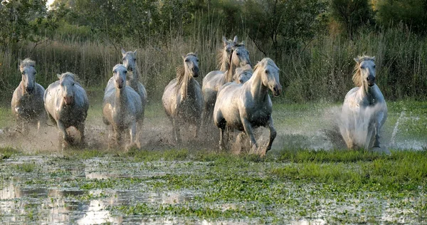 Camargue Pferd Herde Trabt Oder Galoppiert Durch Sümpfe Saintes Marie — Stockfoto
