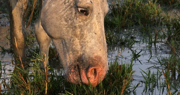 Конь Камарг Взрослый Поедающий Траву Через Болото Сент Мари Мер — стоковое фото