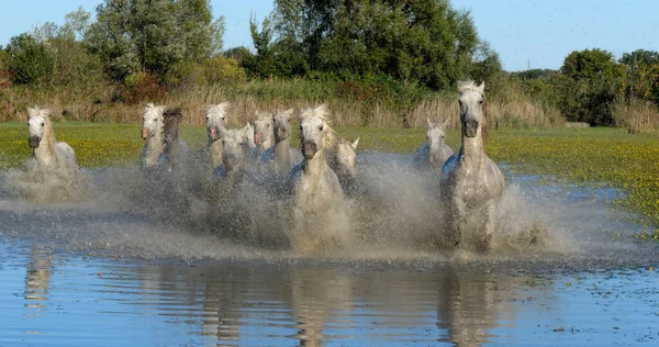 Camargue Horse Herd Trotting Galopando Através Pântano Saintes Marie Mer — Fotografia de Stock
