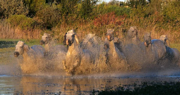 Camargue Horse Herd Berlari Atau Berlari Melalui Rawa Saintes Marie — Stok Foto