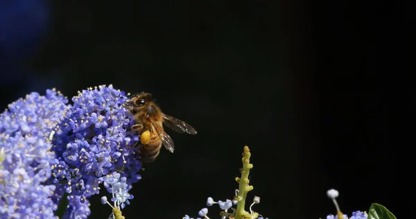 Honey Bee Apis Mellifera Adult Flight Flying Flower Pollen Baskets — Stock Photo, Image