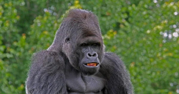 Östra Lowland Gorilla Gorilla Gorilla Graueri Porträtt Man — Stockfoto