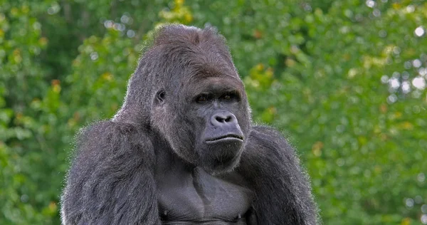 东低地大猩猩 大猩猩大猩猩 雄性的肖像 — 图库照片