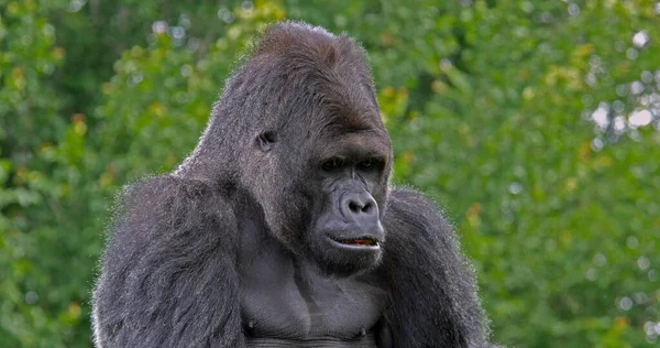 东低地大猩猩 大猩猩大猩猩 雄性的肖像 — 图库照片
