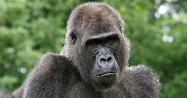 Gorille Des Basses Terres Est Gorille Gorille Graueri Portrait Femelle — Photo