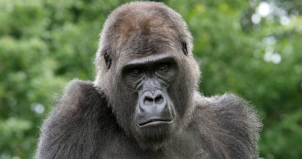 Gorila Planície Oriental Gorila Gorila Graueri Retrato Fêmea — Fotografia de Stock
