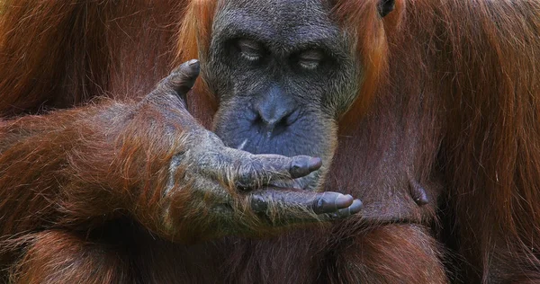 Orang Utan Pongo Pygmaeus Alimentação Feminina — Fotografia de Stock