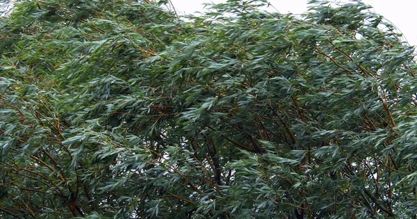 Pollard Willow Salix Alba Wind Leaves Νορμανδία — Φωτογραφία Αρχείου