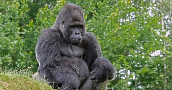 Oriente Gorila Tierras Bajas Gorila Gorila Graueri Hombre Sentado — Foto de Stock