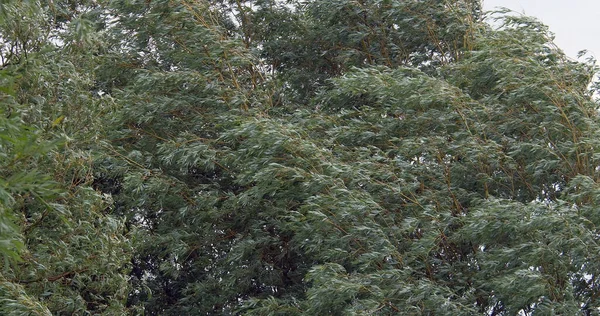 Pollard Willow Salix Alba Wind Leaves Νορμανδία — Φωτογραφία Αρχείου