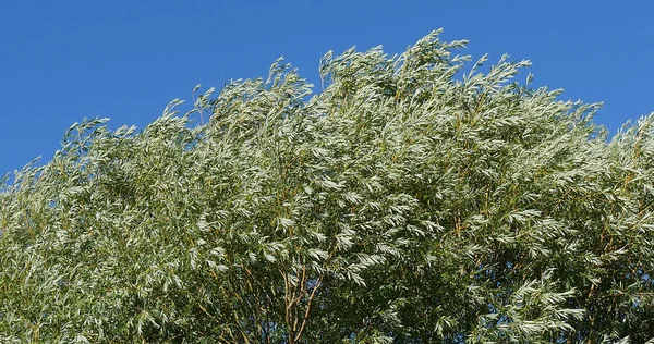 Pollard Willow Salix Alba Wind Leaves Normandia Francia — Foto Stock