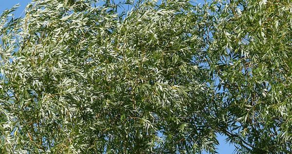 Pollard Willow Salix Alba Viento Las Hojas Normandía Francia — Foto de Stock