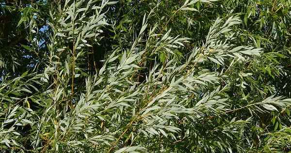 Pollard Willow Salix Alba Wind Leaves Normandia Franciaországban — Stock Fotó
