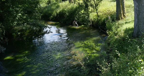 Ποταμός Υδρόβια Φυτά Νορμανδία Στη Γαλλία — Φωτογραφία Αρχείου