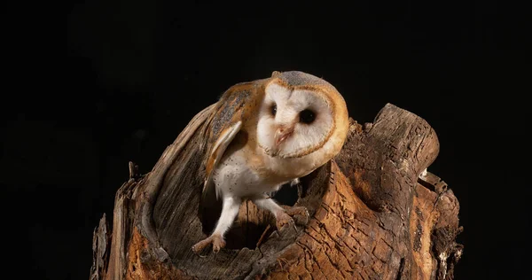 Barn Owl Tyto Alba Vuxen Normandie Frankrike — Stockfoto