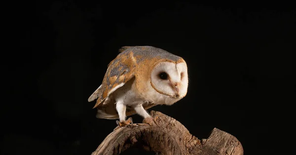 Barn Owl Alba Adult Normandia Franța — Fotografie, imagine de stoc