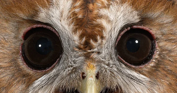 Eurasian Tawny Owl Strix Aluco 초상화 노르망디 — 스톡 사진