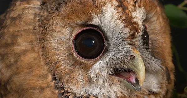Eurasian Tawny Owl Strix Aluco Portrét Dospělého Normandie — Stock fotografie