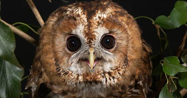 欧亚Tawny Owl Strix Aluco Portrait Adult Normandy — 图库照片