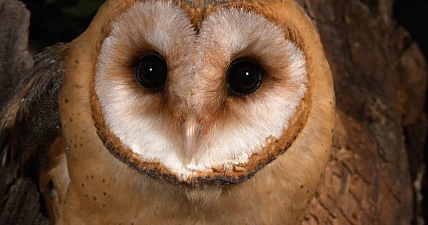 Barn Owl Tyto Alba Πορτρέτο Του Ενηλίκων Κοιτάζοντας Γύρω Νορμανδία — Φωτογραφία Αρχείου