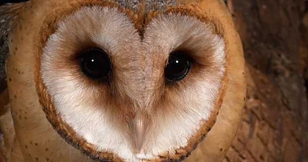 Barn Owl Tyto Alba Portré Felnőtt Körülnéz Normandia Franciaországban — Stock Fotó