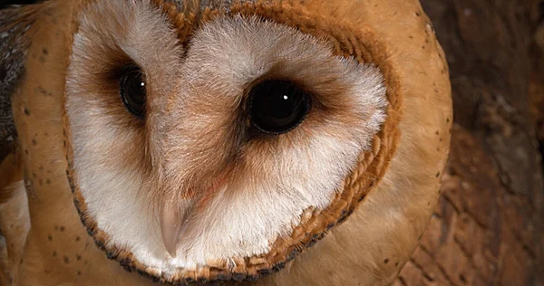 Barn Owl Tyto Alba Portré Felnőtt Körülnéz Normandia Franciaországban — Stock Fotó