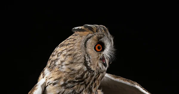 Long Eared Owl Asio Otus Portrét Dospělého Normandie Francii — Stock fotografie
