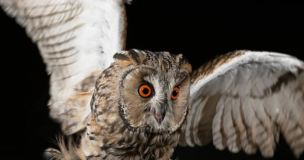 Inggris Long Eared Owl Asio Otus Portrait Adult Normandia France — Stok Foto