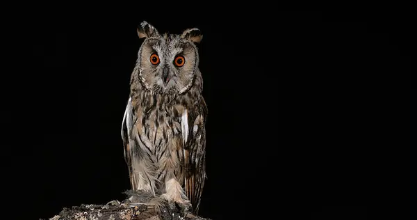 Long Eared Owl Asio Otus Adult Normandy France — Fotografia de Stock