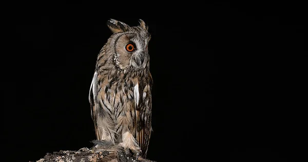 Long Eared Owl Asio Otus Adult Normandy France — Stock Photo, Image