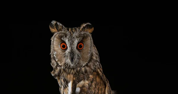Long Eared Owl Asio Otus Πορτρέτο Ενηλίκων Νορμανδία Στη Γαλλία — Φωτογραφία Αρχείου