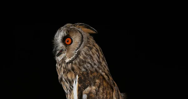 Long Eared Owl Asio Otus Portrét Dospělého Normandie Francii — Stock fotografie