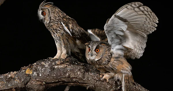 Long Eared Owl Asio Otus Adults Pair Normandy France — Stock Photo, Image