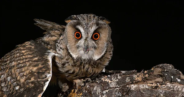 Long Eared Owl Asio Otus Adult Normandia Francji — Zdjęcie stockowe