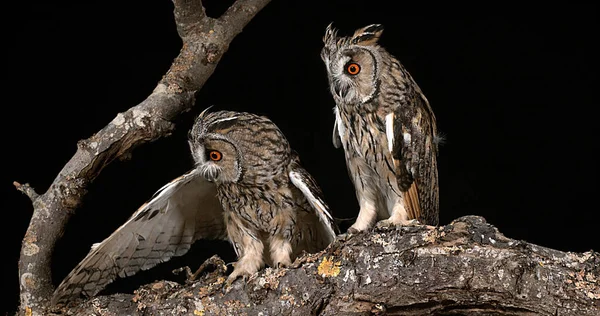 Lang Eared Owl Asio Otus Voksne Par Normandiet Frankrig - Stock-foto