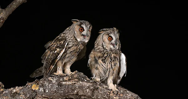 Long Eared Owl Asio Otus Vuxna Par Normandie Frankrike — Stockfoto