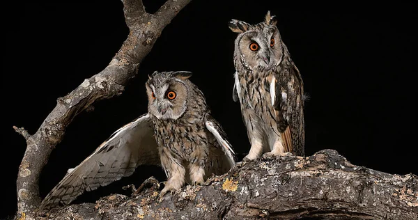 Long Eared Owl Asio Otus Dorośli Pair Normandia Francji — Zdjęcie stockowe
