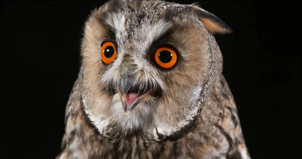 Long Eared Owl Asio Otus Portræt Voksen Normandiet Frankrig - Stock-foto