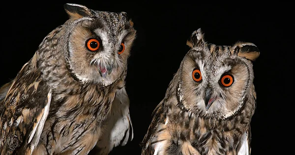 Long Eared Owl Asio Otus Portrét Dospělých Normandie Francii — Stock fotografie