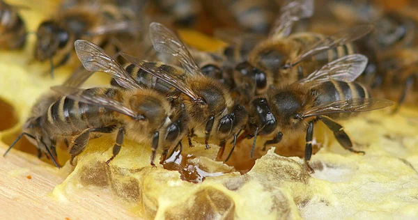 Honey Bee Apis Mellifera Female Workers Drinking Honey Bee Hive — Stock Photo, Image