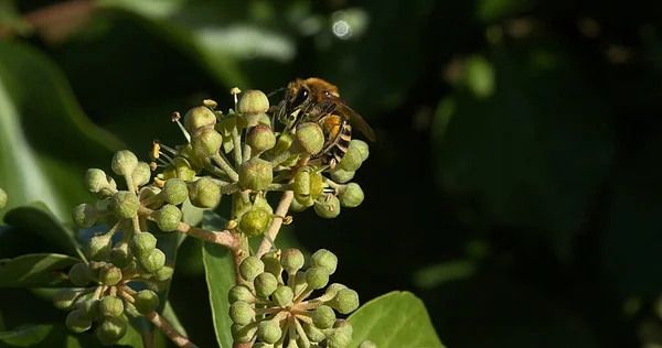 European Honey Bee Apis Mellifera Adult Gathering Pollen Ivy Flower — Stock Photo, Image