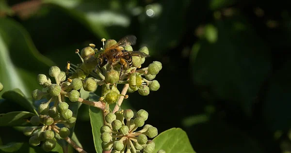 Європейська Медова Бджола Apis Mellifera Пилок Дорослих Ivy Flower Heder — стокове фото